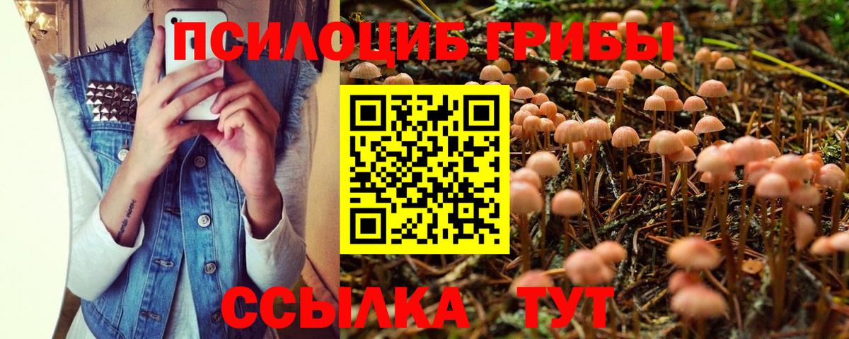Галлюциногенные грибы Psilocybine cubensis Липецк